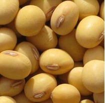 黄豆的九大功效 黄豆的营养含量表 吃黄豆的4个禁忌