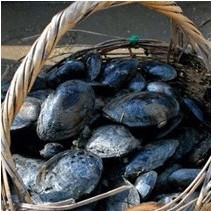 河蚌的功效.5 河蚌营养成分 吃河蚌的禁忌