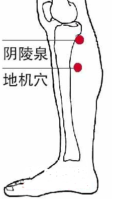 地机穴位置图 :脾脏（包括胰腺）有炎症