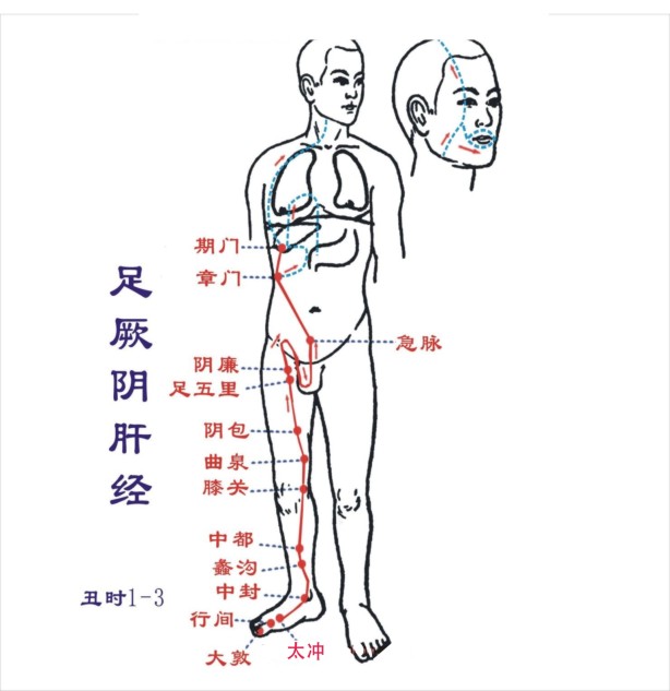 肝经图及肝经相关穴位图  肝经及相关穴位图 肝经丑时（1点至3点）最旺